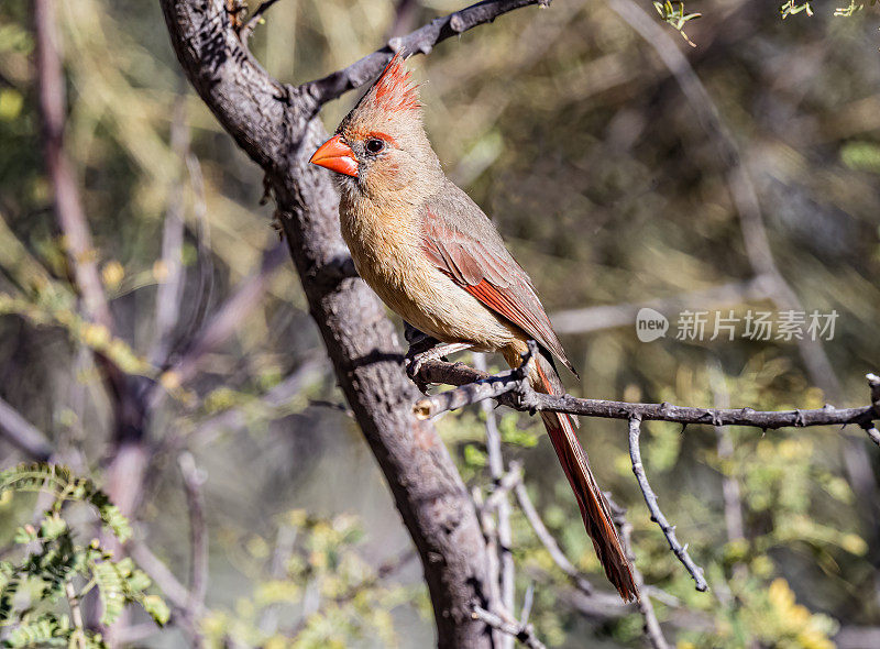 北方红雀(Cardinalis Cardinalis)是红雀属的一种鸟;它也被俗称为红鸟，普通北方红雀，北方红雀，或只是北方红雀。索诺兰沙漠，亚利桑那州。雀形目,Cardinalidae。